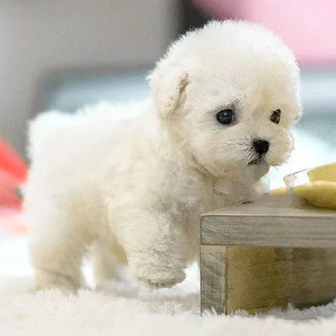 BuddyPaws™ Puppy Plush Toy