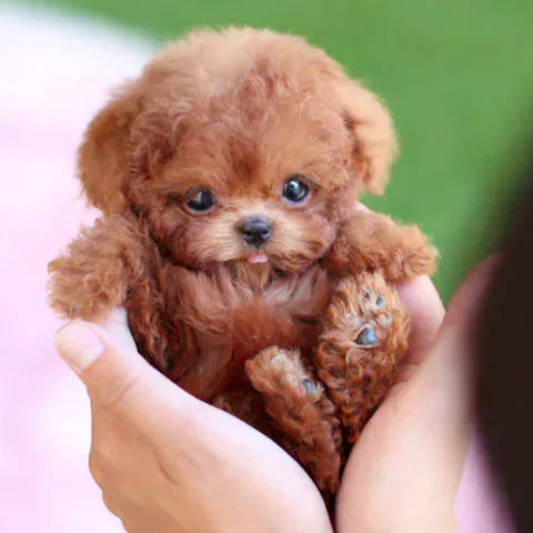 BuddyPaws™ Puppy Plush Toy